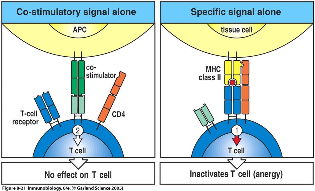 Signal 2 alleine: Kein Effekt auf T-Zelle TCR