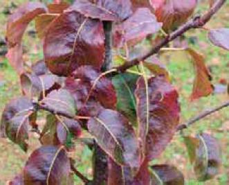 Birnenverfall- Phytoplasmen Birnenverfall ist auf Birnenhochstämmen relativ verbreitet Befall kann auch bei Quitten auftreten Rotfärbung der Blätter