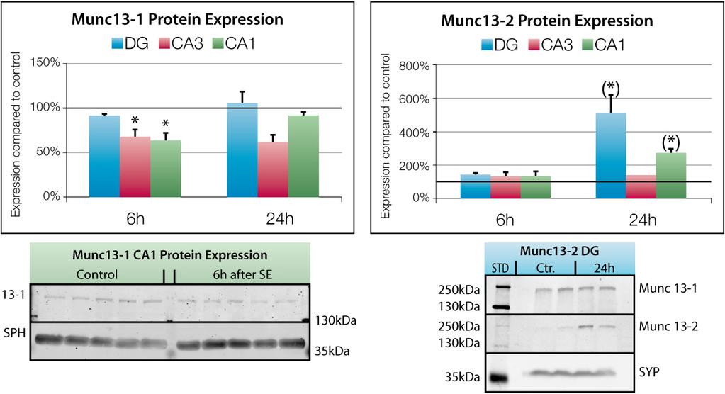 Munc13-2 mrna expression was strongly increased, whereas Munc13-1 levels declined by more than 50% in CA3 and CA1.
