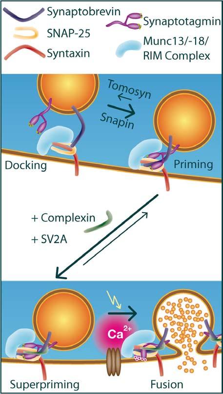 1 Introduction 2 use a proton-electrochemical gradient generated by the vacuolar H + -ATPase to fill synaptic vesicles with transmitter molecules (Liu et al. 1999).