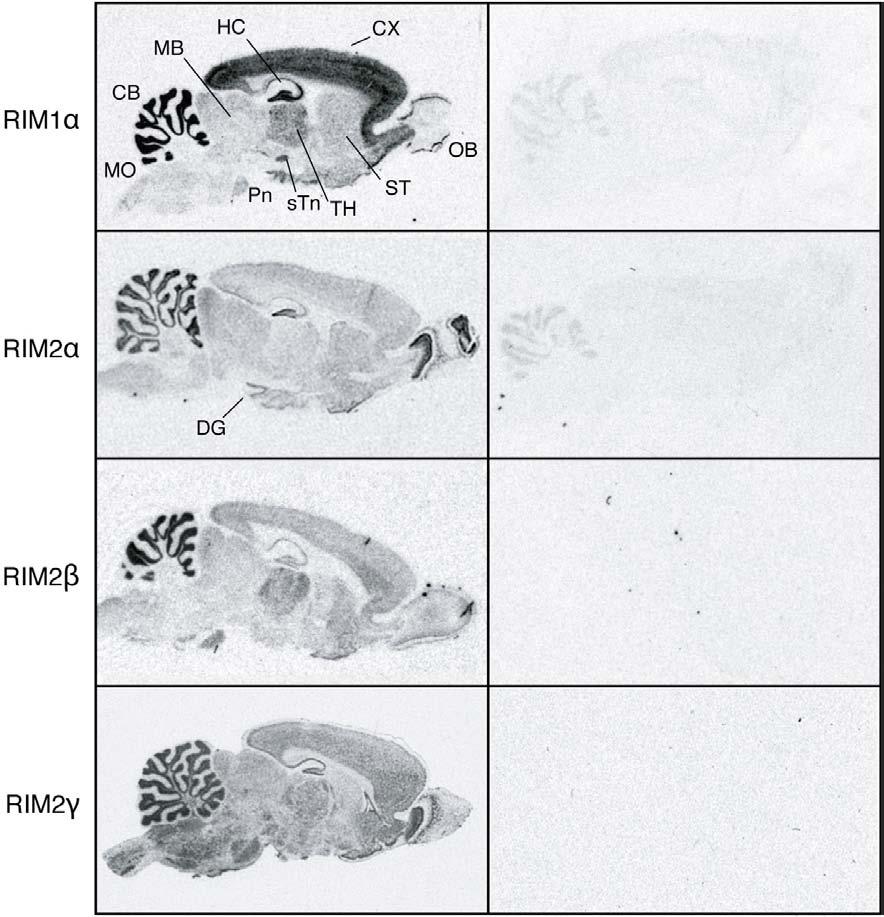 4 Results 43 Figure 4.1: In situ hybridization of RIM mrnas in rat brain.
