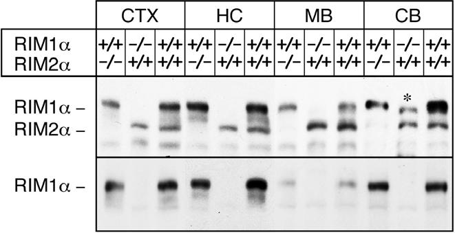 4 Results 46 Therefore, to examine and compare their functions, mice deficient for RIM2α were generated.