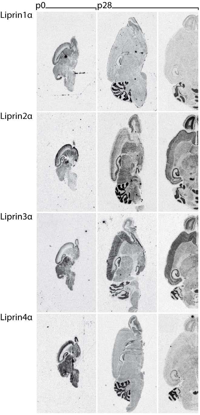 4 Results 58 Figure 4.12: Distribution of Liprins-α in the neonatal and adult brain.