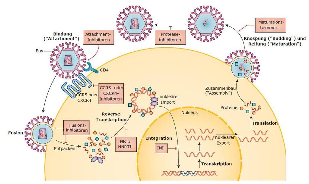 Abbildung 1: HIV-Replikationszyklus und Angriffspunkte für ART ART: antiretrovirale Therapie; CCR5: CC-Motiv-Chemokinrezeptor 5; CD4: Cluster of Differentiation 4; CXCR4: CXC-Motiv-Chemokinrezeptor
