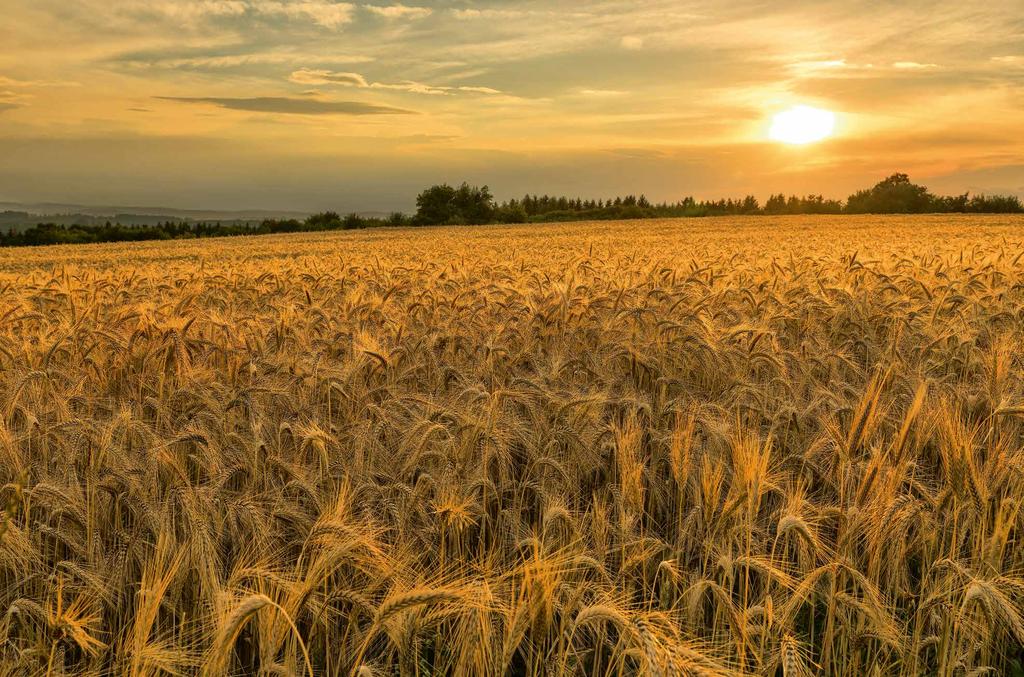 Wahre Werte das Abendlicht verwandelt das Getreide auch optisch zu einem wertvollen Anblick.