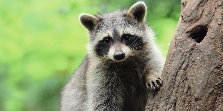 #rein Sorgfältige und sichere Reinigung Die Racoon-Reinigungsbürsten gewährleisten eine optimale Kraftübertragung bei der Reinigung Ihres Endoskops.