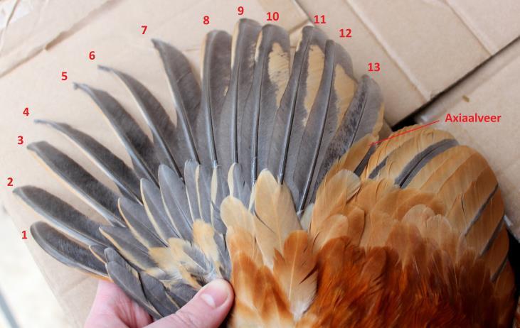 Die Anzahl der Handschwingen bei Hühnern In jedem klassischen Hühnerbuch ist zu lesen, dass Hühner 10 Handschwingen aufweisen.