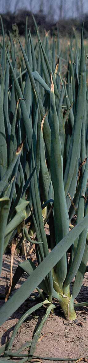 Gemüse Unkraut-, Krankheits- und Schädlingskontrolle Zwiebeln / Lauch / Schalotten / Knoblauch Zwiebeln Lauch Zwiebeln Unkraut VA Unkraut NA Balttbotrytis Falscher Mehltau Rost Stemphylium Erdraupen