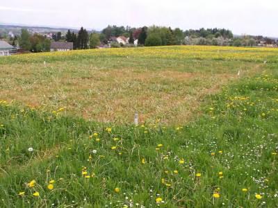 Grünlandverbesserung in Aulendorf 2009 Round up ultra 1