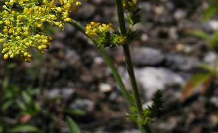 galericulata) und Wiesensilge (Silaum silaus) sowie der gefährdeten Arten Kiel-Lauch (Allium carinatum), Geflecktes Fingerknabenkraut (Dactylorhiza maculata), Gelb-Labkraut (Galium verum), Großer