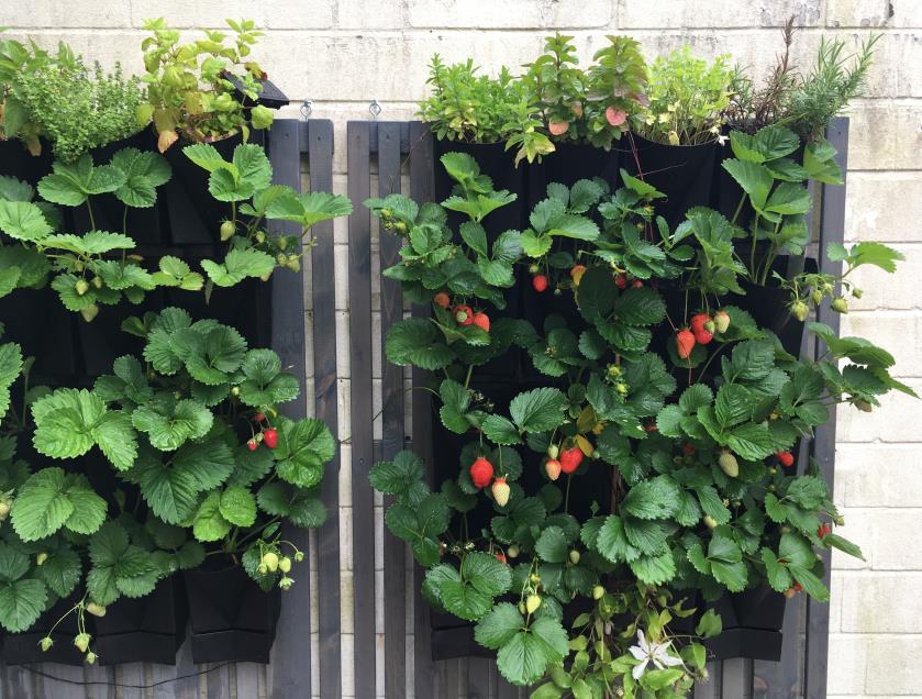 Der Hänge-Garten für die Wand Bepflanzungen aller Art auf Balkonen und Terrassen, selbst dort wo