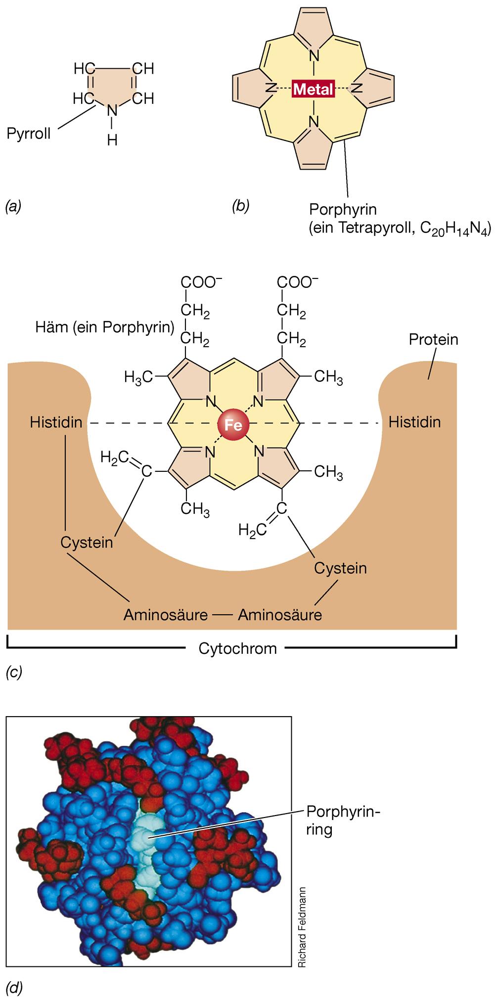 Elektronentransportsysteme in der Atmung Cytochrome: enthalten Häm als prosthetische Gruppe übertragen nur e- Redoxstelle ist Fe