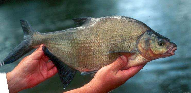 Geometrische Dimensionierung L Fisch Orientierung an der potenziell natürlichen Fischfauna (Größe der Fische) Mindestdimensionen