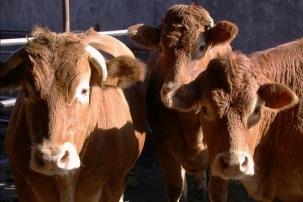 Bruttomargen Rindfleisch Verarbeitung und Verteilung (Labelanteil in der Berechnung: 94%) Einstandspreis 9.34 9.76 10.08 +7.9 +3.3 Nettoeinnahmen 20.05 20.78 20.23 +0.9-2.6 Bruttomarge 10.96 11.25 10.