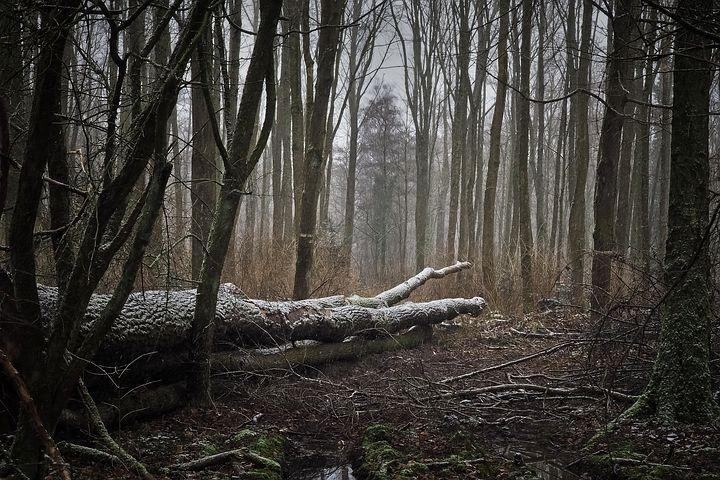 Fehlerdiktat 1 - Herbst November Die Bäume haben ihre bunten Blätter verloren. Kahl und traurig sehen sie aus. Der Wind bläst kalt durch die Zweige und verhindert die Sicht.