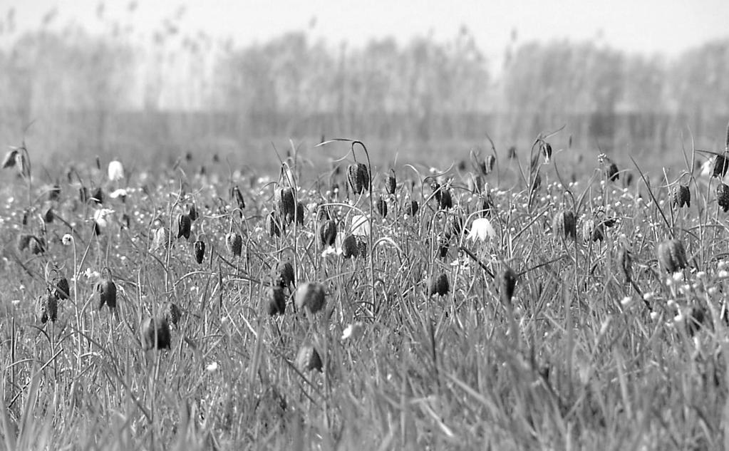 Abb. 2 Schachblumenwiese bei Hetlingen; neben der Schachblume sind auch Wiesen-Schaumkraut (Cardamine pratensis) und Goldschopf-Hahnenfuß (Ranunculus auricomus) erkennbar (Foto: Elisabeth J.