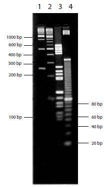 MS8 Metagel Agarose Beschreibung Eine Agarose für das Molekularscreening, die die Auflösung kleiner DNAFragmente und PCRProdukte verbessert.