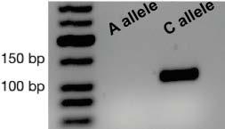 Spezial PCR Mastermix für PCR direkt aus Gewebe ohne DNA-Isolierung IdentityTaq 2X Master Mix for food of animal origin Der Genaxxon bioscience IdentityTaq 2X Master Mix ermöglicht die PCR direkt aus