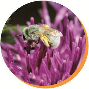 Projekt Blühendes Rheinhessen Farbtupfen für Wildbienen Eine Chance für Naherholungswert, Tourismus und Natur Bund für Umwelt und Naturschutz
