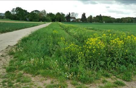 Maßnahmenvorschläge Hahnheim Förderung der Artenvielfalt mit Schwerpunkt Wildbienen: Schaffung von Blühinseln mit regionaltypischem Blütenund Nistplatzangebot an ausgewählten Bereichen entlang der