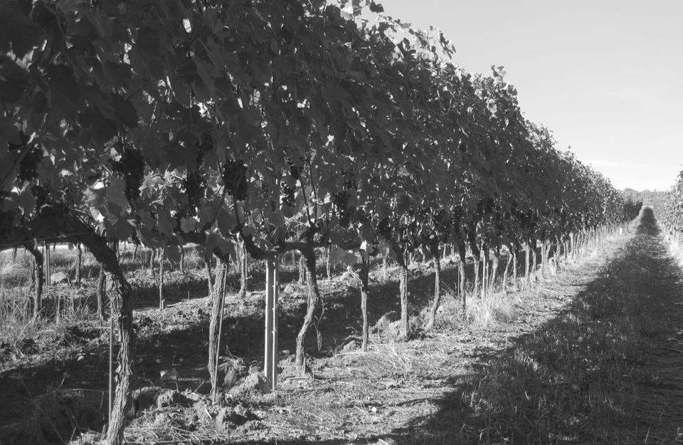Bindella, Wir empfinden es als Privileg. Den Boden bearbeiten und eigenen Wein anbauen zu dürfen. Aus Leidenschaft sind wir Weinbauern. Seit über 50 Jahren.