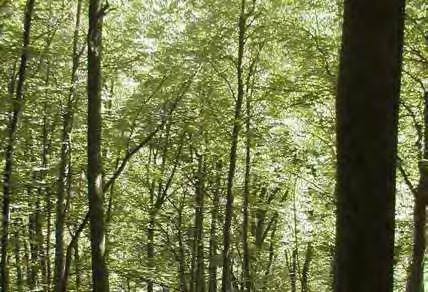 Die Biotope der Gemeinde Wälder im Schwarzachtobel (Biotop 23501) 28,06 ha Beschreibung: Der, an den steilen Tobelhängen zu Beginn des Schwarzachtobels auf der orographisch