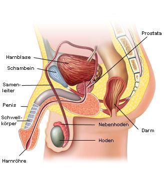Anatomie der Prostata Dubravka
