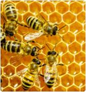 Spray zur Bekämpfung der Varroa-Milbe Technik: Ziel: Eigenschaft: Hersteller: Silencing (RNA-Interferenz) als Spray Cocktail, der auf 5 Gene abzielt, die für die Entwicklung der Milbe Varroa zentral