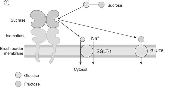 Bürstensaum Verdauung und Absorpton von Sukrose and Laktose Laktose Intoleranz