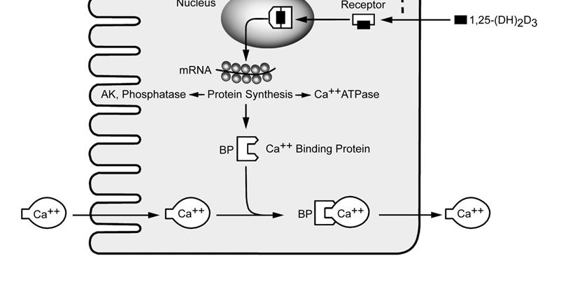 absorbiert wenigca ++ Absorption hängt von calbindin-d in Enterozyten ab Synthese von