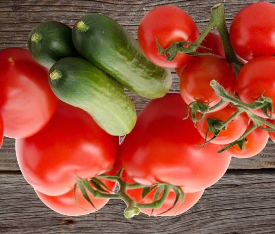 Tomaten-Gurkenpflanzen-Kistl 4 veredelte