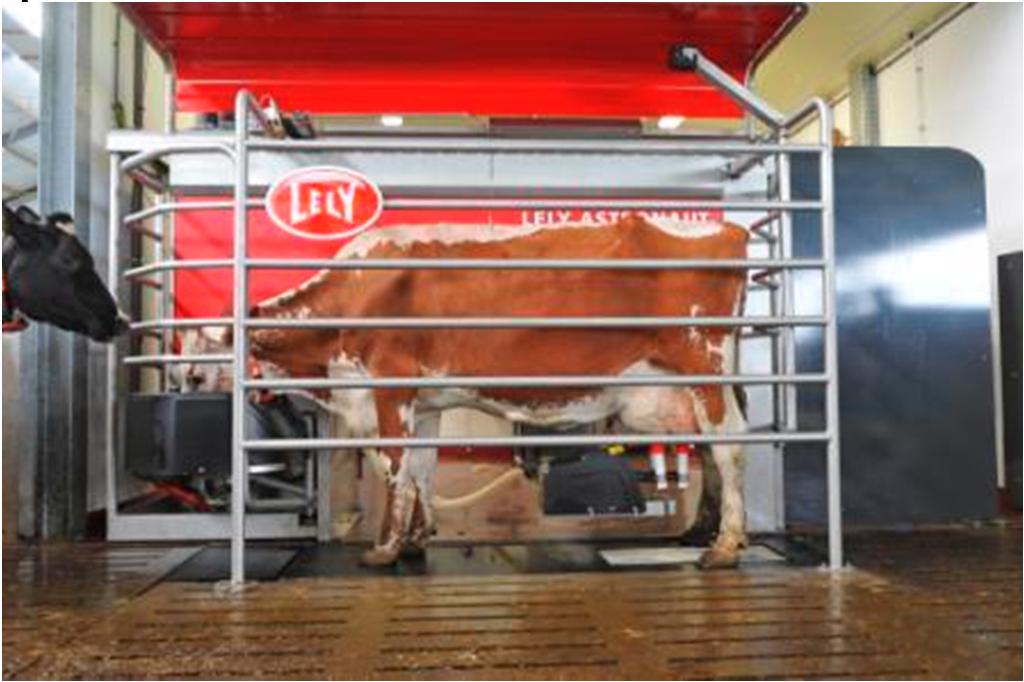 1. Beispiel: Tiergesundheitsüberwachung mittels Sensoren Tiererkennung mit Aktivitätsmesser erweitert um Erfassung der Wiederkauaktivität dadurch wird Kuh im Melkroboter erkannt und es kann