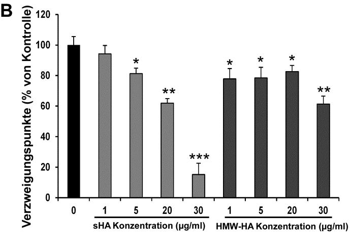 Ergebnisse 3.1.4 sha inhibiert die Gefäßbildung von LECs konzentrationsabhängig sha kann die Ausbildung von Gefäßstrukturen durch Blutendothelzellen fördern (Rahmanian et al., 1997; Matou-Nasri et al.