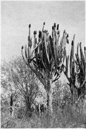 Gattung Backebergia Bravo in Anales del Instituto de Biología, Mexico 24/2, 1953, S. 215-232 Synonyme: Pilocereus Lemaire p. p. Cereus Miller p. p. Cephalocereus Pfeiffer sensu K.