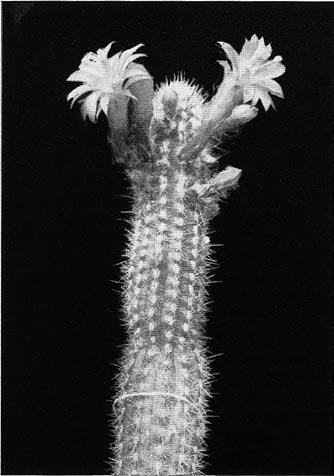 Borzicactus gracilis (Akers et Buin.) Buxbaum et Krainz var. gracilis lat. gracilis = zierlich Literatur Maritinocereus* gracilis Akers et Buining in Succulenta 1950, Nr. 4, S. 50 52 u. Abb. S. 49 bis 51.