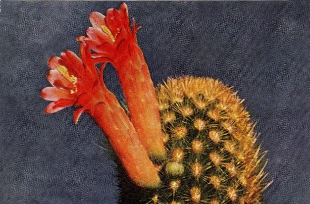 Borzicactus icosagonus (HBK.) Britton et Rose gr. icosagonus = zwanzigkantig Literatur Cactus (Cereus) icosagonus Humboldt, Bonpland et Kunth Nov. Gen. et Sp. VI 1823, S. 54.