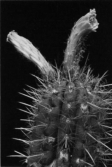 Borzicactus neoroezlii oben stumpf, unten auf etwa 1/4 verschmälert, bei ca.