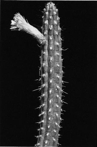 Borzicactus sepium (H. B. K.) Britton et Rose sepium, vom lat. sepes = der Zaun; von den Eingeborenen als Zäune angepflanzt. Einheimischer Name: Pitahaya.