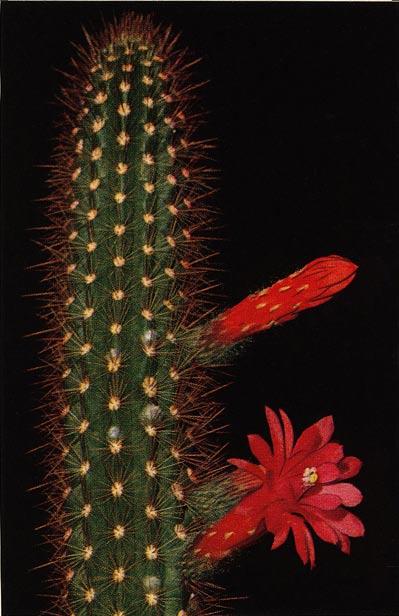 Borzicactus sepium (HBK.) Britt. et Rose var. morleyanus (Britton et Rose) Krainz comb. nov. morleyanus, nach Mr. Ed. Morley, Huigra (Ecuador), welcher Dr. Rose s Forschungsreise (1918) unterstützte.
