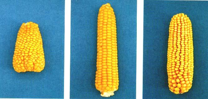 2: Nur Hybriden und freiabblühende Sorten, ohne Sorten mit Kolben: Korntyp: Zuckermais oder Popcorn: Pflanze: Länge Zu 25: Pflanze: Verhältnis der