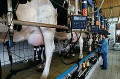 Vom FHAL zur sektoriellen Liberalisierung Motion WAK- NR «Milchmarkt» Fundierte Prüfung einer gegenseitigen sektoriellen Marktöffnung mit der EU für alle Milchprodukte Notwendige Anpassungen der