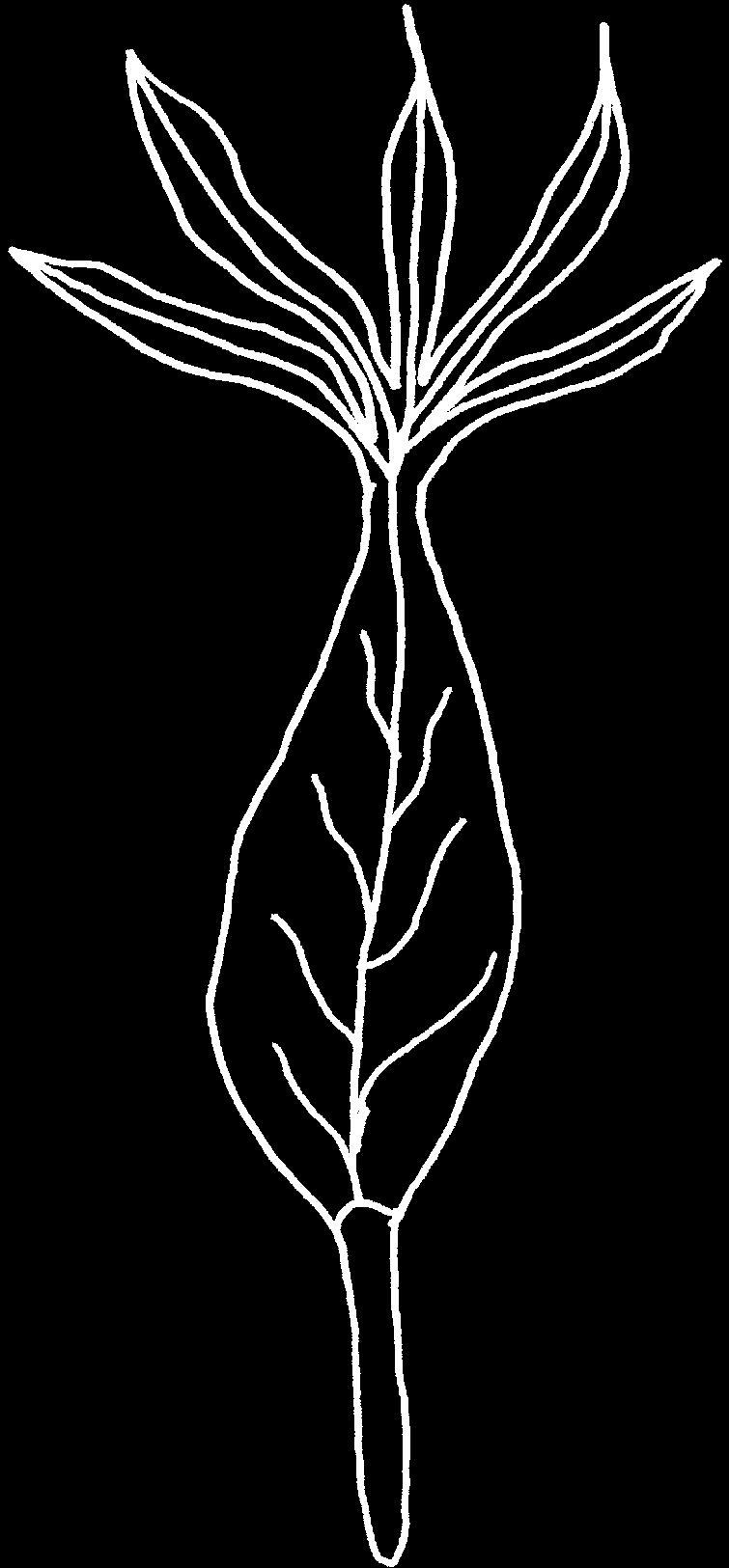 Nr. 7) Die Stinkende Nieswurz (Helleborus foetidus) Die Blätter der Stinkenden