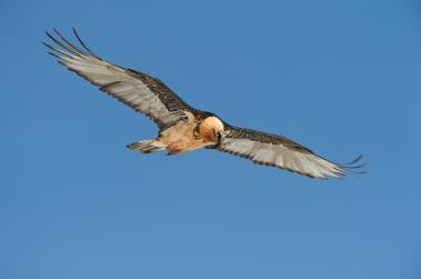 Veranstaltungen Bartgeier Auswilderung, 5. Juni 2017 Der grösste Vogel des Alpenraums kommt zurück in die Zentralschweiz.