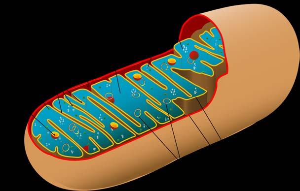 Mitochondrien Mitochondrien sind Kraftwerke der Zellen