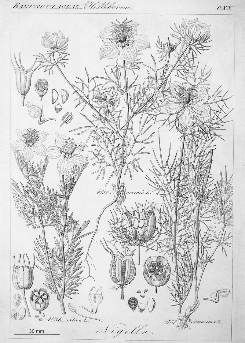 WALLNÖFER: Über die Abbildungsvorlagen von Reichenbachs "Icones Florae