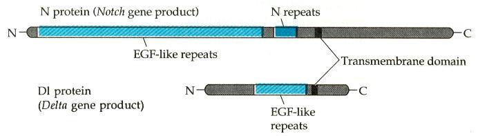 Notch und Delta Notch Genprodukt: Transmembranprotein (300 kd) cytoplasmatische Domäne (C-Terminus) große extrazelluläre Domäne (N-Terminus) 36 EGF-like repeats als Protein-Protein Interaktionsdomäne