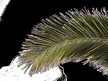 Rohstoff Palmblatt einzigartiger Alleskönner Das Palmblatt-Geschirr von NatureStar wird aus gepressten Blättern der Betelnuss-Palme hergestellt.
