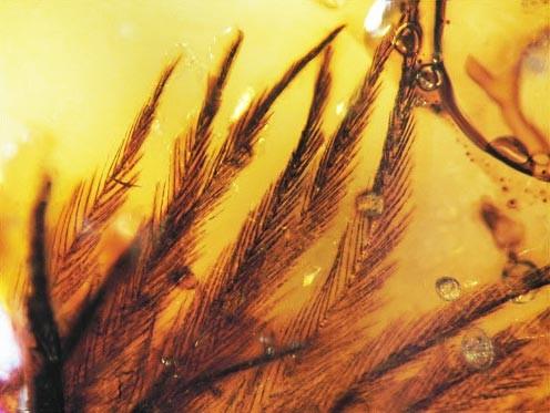 Was war zuerst da: die Federn oder das Fliegen? In Kanada konnten in Bernstein Einschlüsse von Federn gefunden werden, die aus der Kreidezeit stammen.
