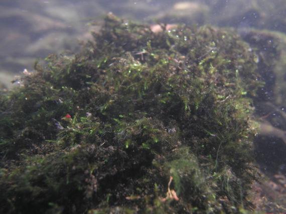 3.1-2 Ranunculus peltatus an der Probestelle in Wuppertal-Laaken 4.3.2 Wuppertal-Oberbarmen (Probenahme 2) In Wuppertal-Oberbarmen konnten drei Makrophyten-Arten mit einer Gesamtdeckung von < 1 % (sehr selten) nachgewiesen werden (Bild 4.