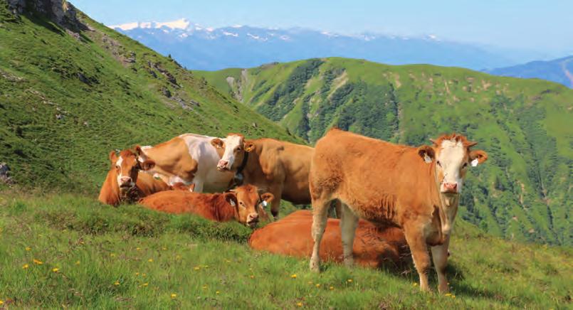 Wir stehen unseren Bauern als 100-Prozent-Eigentümer des Rinderzuchtverbandes Salzburg in allen Bereichen zur Seite. Transparent.